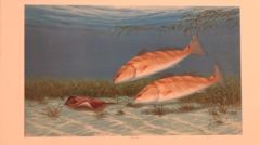 bay reds print by raul andrade for sale by james burkholder