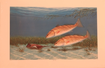 bay reds print by raul andrade for sale by james burkholder