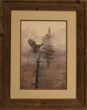 red shouldered hawk print by marilyn moseley for sale by james burkholder