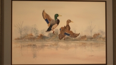 painting mallards in flight by james burkholder
