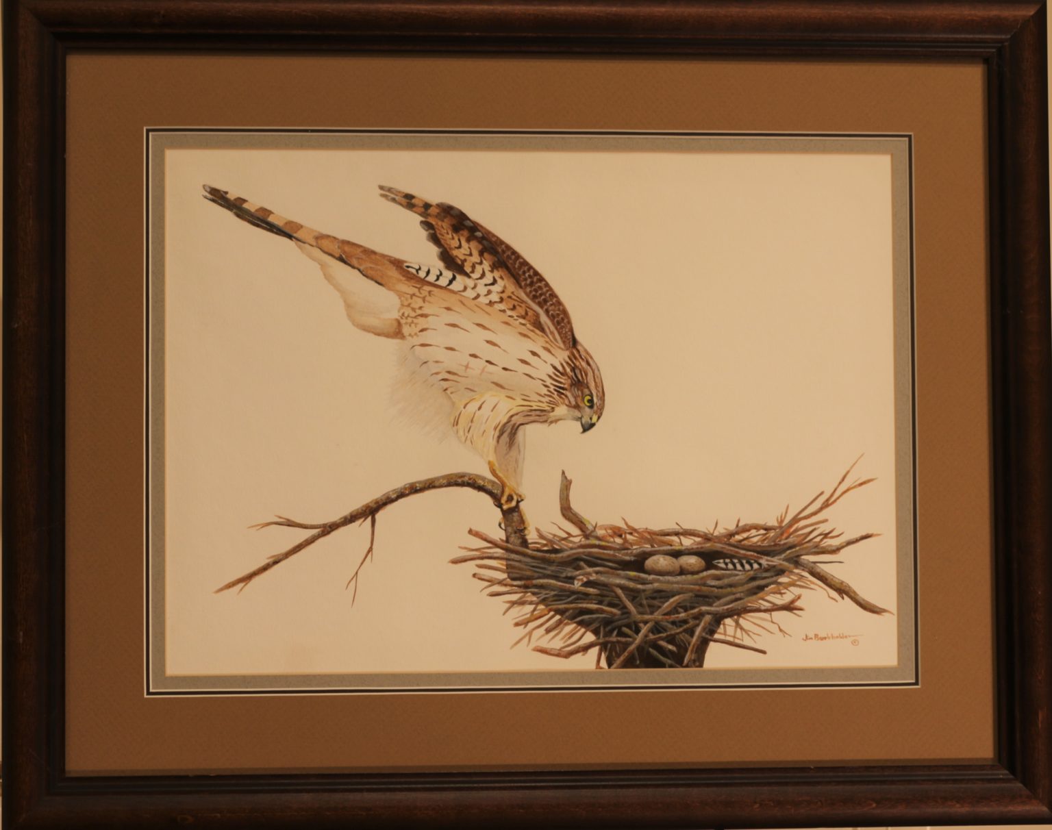 matted print Coopers Hawk by James Burkholder