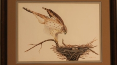 matted print Coopers Hawk by James Burkholder