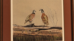 art print Bobwhite Quail by James Burkholder