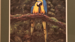 Macaws matted art print by James Burkholder