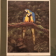 Macaws matted art print by James Burkholder