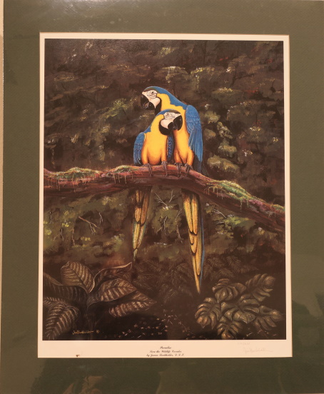 Macaws matted art print by James Burkholder