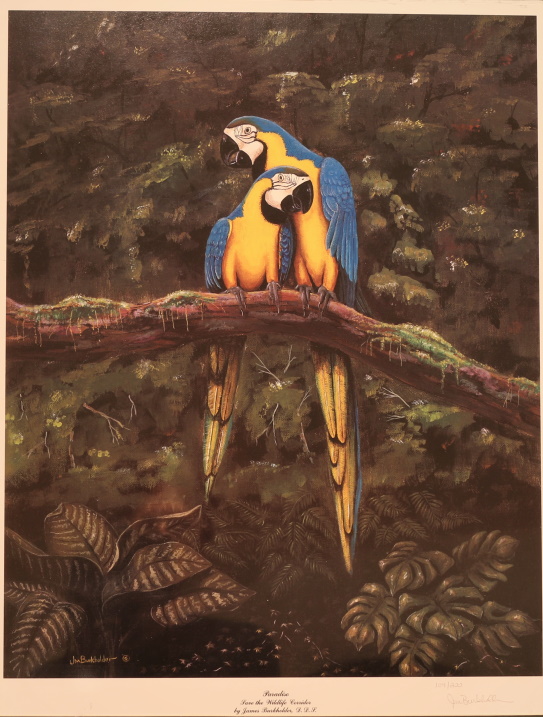 Visit Rockartscity Gallery Harlingen Texas for Macaw Painting