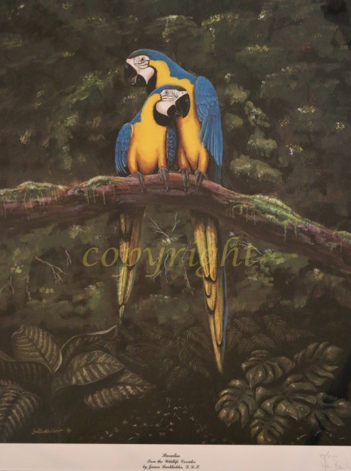 art print Paradiso Macaws by James Burkholder