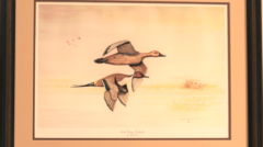 painting of West Bay Pintails by James Burkholder