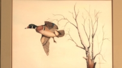 painting of Wood Duck by James Burkholder