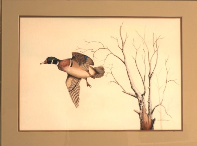 painting of Wood Duck by James Burkholder