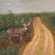 White Tailed Deer Painting by James Burkholder