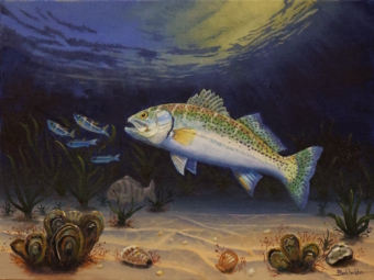 The painting of a Speckled Trout chasing bait on a shallow grass covered flat by artist Jim Burkholder at rockartscity gallery, Harlingen, Tx