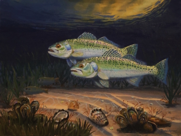 Double Trouble is a painting by Jim Burkholder showing two speckled trout chasing baitfish in the Laguna Madre.