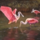 Where Spoonbills Gather is a painting by artist Jim Burkholder of Rockartscity Gallery, Harlingen, Texas