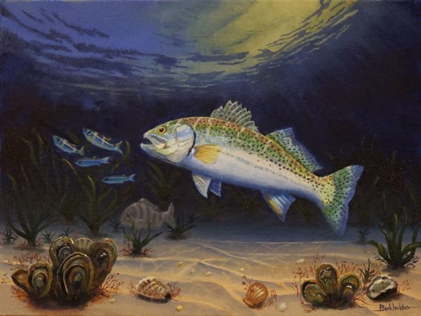 The painting of a Speckled Trout chasing bait on a shallow grass covered flat by artist Jim Burkholder at rockartscity gallery, Harlingen, Tx